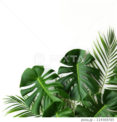 Monstera leave on color background with copy space 114569785