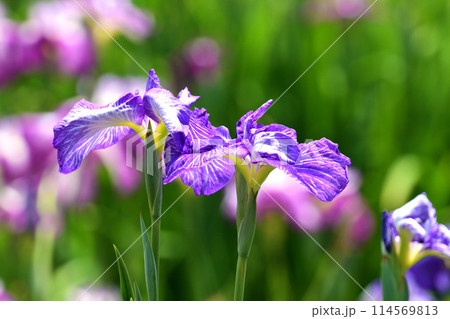 美しい花菖蒲（ハナショウブ/Japanese iris） 114569813
