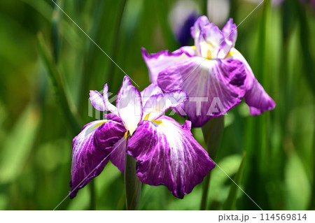 美しい花菖蒲（ハナショウブ/Japanese iris） 114569814