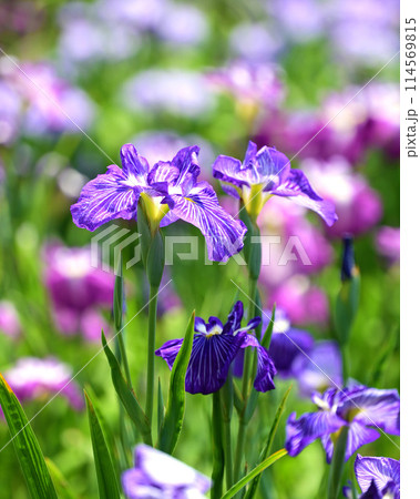 美しい花菖蒲（ハナショウブ/Japanese iris） 114569815