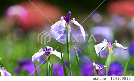 美しい花菖蒲（ハナショウブ/Japanese iris） 114569819