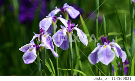 美しい花菖蒲(ハナショウブ/Japanese iris) 美しい花菖蒲(ハナショウブ/Japanese iris) 114569821