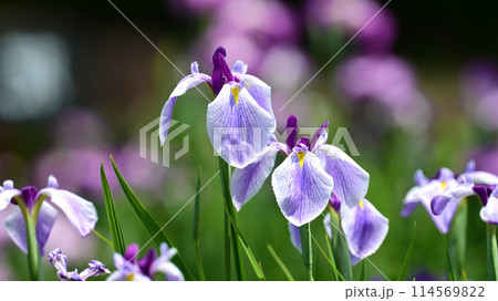 美しい花菖蒲（ハナショウブ/Japanese iris） 114569822