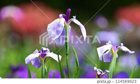 美しい花菖蒲（ハナショウブ/Japanese iris） 114569823