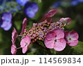 あじさい 114569834