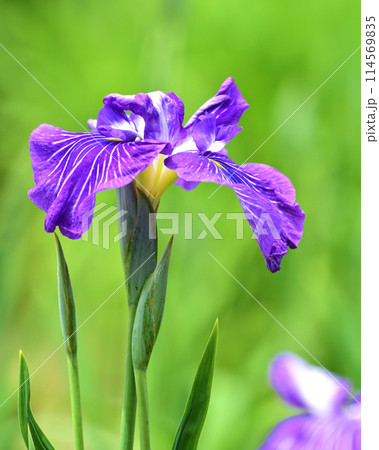 美しい花菖蒲（ハナショウブ/Japanese iris） 114569835