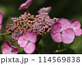 あじさい 114569838