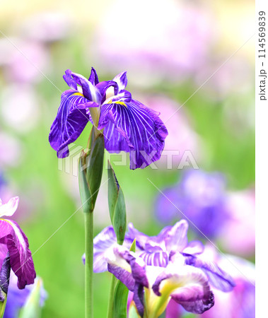 美しい花菖蒲（ハナショウブ/Japanese iris） 114569839