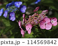 あじさい 114569842