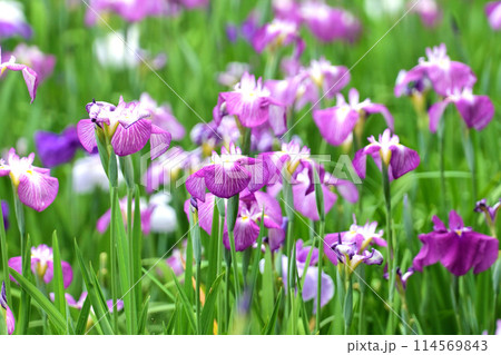 美しい花菖蒲（ハナショウブ/Japanese iris） 114569843