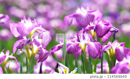 美しい花菖蒲（ハナショウブ/Japanese iris） 114569849