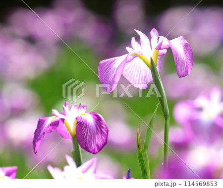 美しい花菖蒲（ハナショウブ/Japanese iris） 114569853