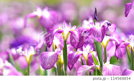 美しい花菖蒲（ハナショウブ/Japanese iris） 114569854