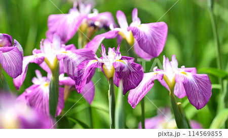 美しい花菖蒲（ハナショウブ/Japanese iris） 114569855