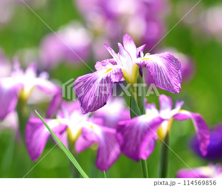 美しい花菖蒲（ハナショウブ/Japanese iris） 114569856