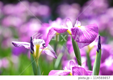 美しい花菖蒲（ハナショウブ/Japanese iris） 114569857