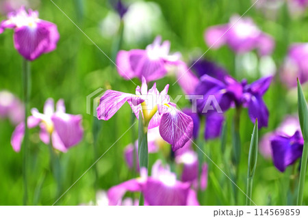 美しい花菖蒲（ハナショウブ/Japanese iris） 114569859