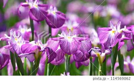 美しい花菖蒲（ハナショウブ/Japanese iris） 114569862