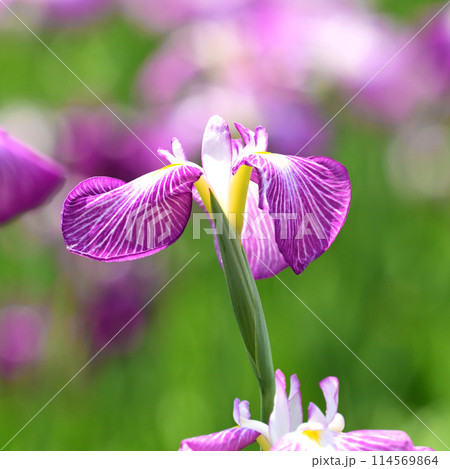 美しい花菖蒲(ハナショウブ/Japanese iris) 美しい花菖蒲(ハナショウブ/Japanese iris) 114569864