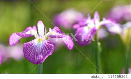 美しい花菖蒲（ハナショウブ/Japanese iris） 114569865