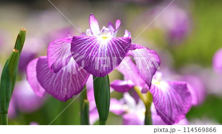 美しい花菖蒲(ハナショウブ/Japanese iris) 美しい花菖蒲(ハナショウブ/Japanese iris) 114569866