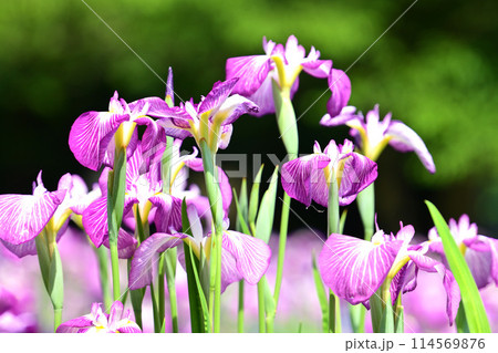 美しい花菖蒲（ハナショウブ/Japanese iris） 114569876