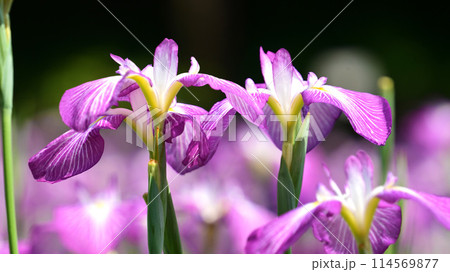 美しい花菖蒲(ハナショウブ/Japanese iris) 美しい花菖蒲(ハナショウブ/Japanese iris) 114569877
