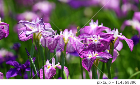 美しい花菖蒲（ハナショウブ/Japanese iris） 114569890