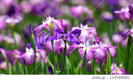 美しい花菖蒲（ハナショウブ/Japanese iris） 114569892