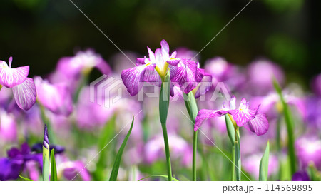 美しい花菖蒲（ハナショウブ/Japanese iris） 114569895