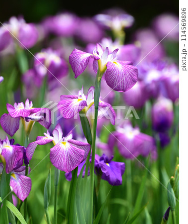 美しい花菖蒲（ハナショウブ/Japanese iris） 114569896