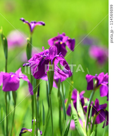 美しい花菖蒲（ハナショウブ/Japanese iris） 114569899