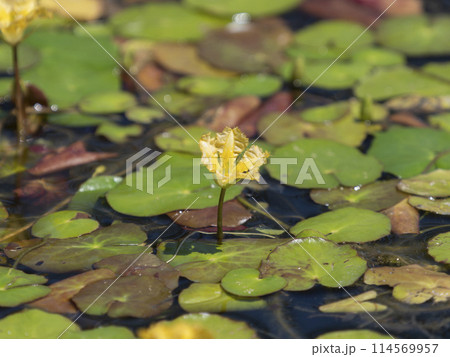 池に咲いたアサザの花 114569957