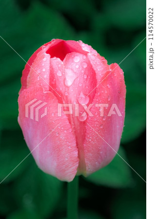 Raindrops on a Pink Tulip in Full Bloom Isolated on a Green Background Raindrops on a Pink Tulip in Full Bloom Isolated on a Green Background 114570022