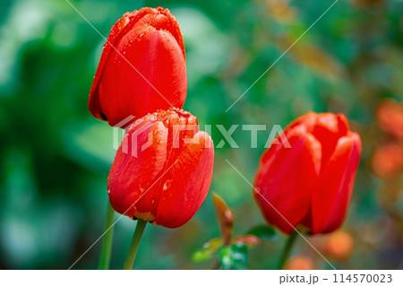 Red Tulips with Dew Drops in Garden, Blurred Green Background for Stock Agencies Red Tulips with Dew Drops in Garden, Blurred Green Background for Stock Agencies 114570023