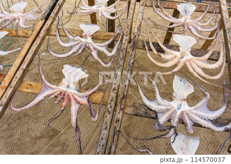 Octopuses dries on a net 114570037