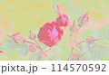 赤いバラ 114570592