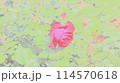 濃いピンクのバラ 114570618