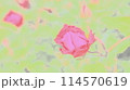 濃いピンクのバラ 114570619