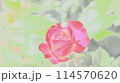 濃いピンクのバラ 114570620