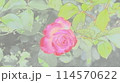 濃いピンクのバラ 114570622