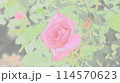 濃いピンクのバラ 114570623