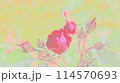 赤いバラ 114570693