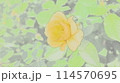 黄色いバラ 114570695