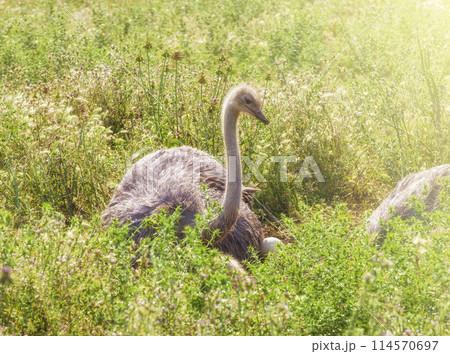 Male African ostrich in nest sitting on the eggs until they hatch Male African ostrich in nest sitting on the eggs until they hatch 114570697