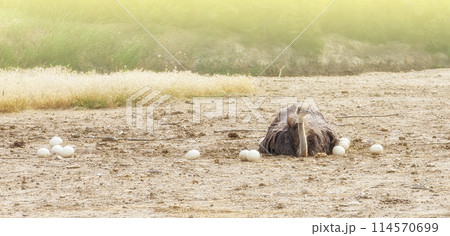 Male African ostrich in nest sitting on the eggs until they hatch 114570699