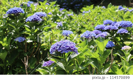 青い紫陽花 114570899