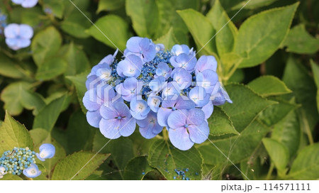 青い紫陽花 114571111