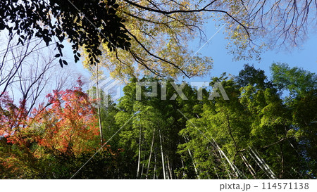 京都の竹林 114571138