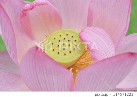夏の朝の風景、清らかな蓮の花 夏の朝の風景、清らかな蓮の花 114571222